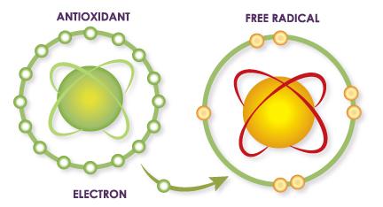 antioxidant donates electron to free radical molecule